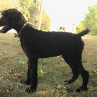 Ajax, a male Poodle - Standard  for sale in Carrollton, MO – Photo 7 of 9