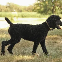 Ajax, a male Poodle - Standard  for sale in Carrollton, MO – Photo 5 of 9