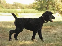 Ajax, a male Poodle - Standard  for sale in Carrollton, MO – Photo 5 of 9