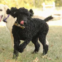 Ajax, a male Poodle - Standard  for sale in Carrollton, MO – Photo 4 of 9