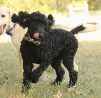 Ajax, a male Poodle - Standard  for sale in Carrollton, MO – Photo 4 of 9
