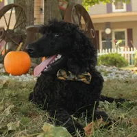 Ajax, a male Poodle - Standard  for sale in Carrollton, MO – Photo 6 of 9