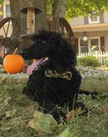 Ajax, a male Poodle - Standard  for sale in Carrollton, MO – Photo 6 of 9