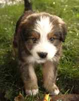 Galileo, a male Bernedoodle for sale in Carrollton, MO – 7 of 8