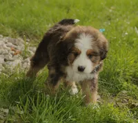 Asher, a male Bernedoodle for sale in Carrollton, MO – 2 of 10