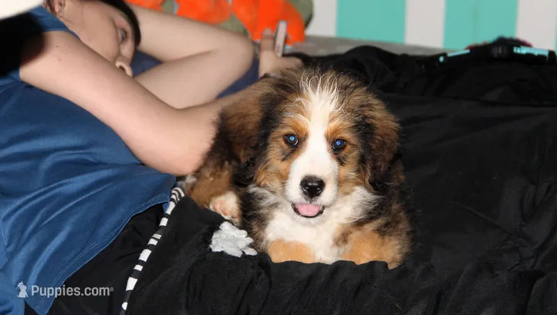 Galileo – Bernedoodle puppy for sale in Carrollton, MO