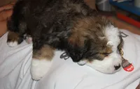 Roo, a male Bernedoodle for sale in Carrollton, MO – 4 of 10