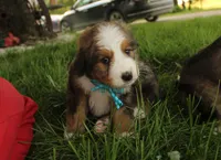 Asher, a male Bernedoodle for sale in Carrollton, MO – 9 of 10