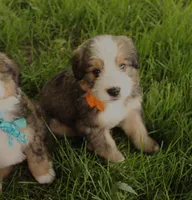 Galileo, a male Bernedoodle for sale in Carrollton, MO – 3 of 8