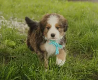 Asher, a male Bernedoodle for sale in Carrollton, MO – 10 of 10