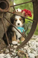 Asher, a male Bernedoodle for sale in Carrollton, MO – 7 of 10