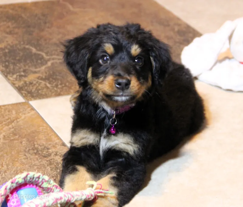 Tinley – Bernedoodle puppy for sale in Carrollton, MO