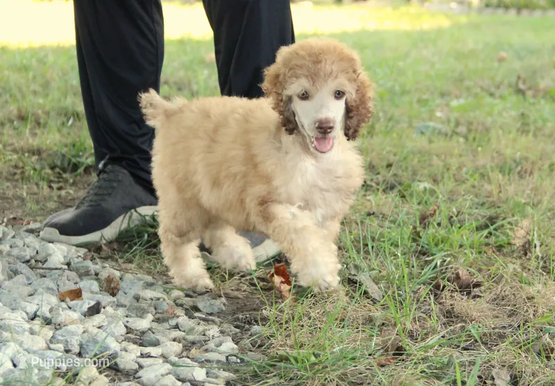 Akc Airagone – Poodle - Standard  puppy for sale in Carrollton, MO
