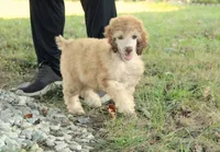 Akc Airagone, a male Poodle - Standard  for sale in Carrollton, MO – 1 of 10
