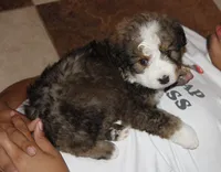 Roo, a male Bernedoodle for sale in Carrollton, MO – 2 of 10