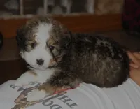 Roo, a male Bernedoodle for sale in Carrollton, MO – 5 of 10