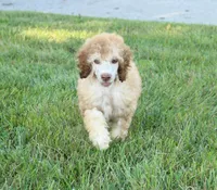 Akc Airagone, a male Poodle - Standard  for sale in Carrollton, MO – 4 of 10
