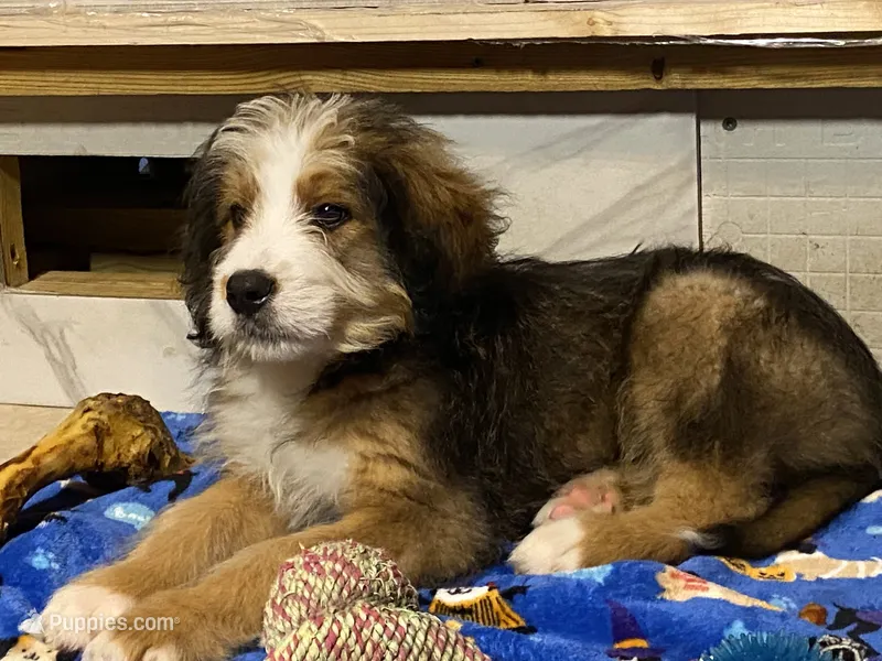 Galileo – Bernedoodle puppy for sale in Carrollton, MO