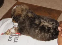 Roo, a male Bernedoodle for sale in Carrollton, MO – 3 of 10
