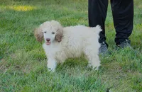 Akc Lumi, a male Poodle - Standard  for sale in Carrollton, MO – 4 of 7