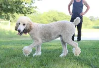 Akc Riri, a female Poodle - Standard  for sale in Carrollton, MO – Photo 9 of 10