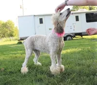 Akc Riri, a female Poodle - Standard  for sale in Carrollton, MO – Photo 6 of 10