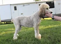Akc Riri, a female Poodle - Standard  for sale in Carrollton, MO – Photo 5 of 10