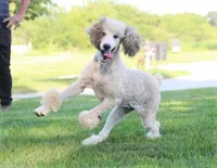 Akc Riri, a female Poodle - Standard  for sale in Carrollton, MO – Photo 1 of 10