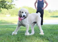 Akc Riri, a female Poodle - Standard  for sale in Carrollton, MO – Photo 8 of 10