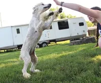 Akc Riri, a female Poodle - Standard  for sale in Carrollton, MO – Photo 4 of 10
