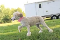 Akc Riri, a female Poodle - Standard  for sale in Carrollton, MO – Photo 7 of 10