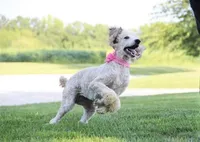 Akc Riri, a female Poodle - Standard  for sale in Carrollton, MO – Photo 3 of 10