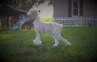 Akc Riri, a female Poodle - Standard  for sale in Carrollton, MO – Photo 2 of 10