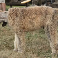 Booda, a male Poodle - Standard  for sale in Carrollton, MO – Photo 9 of 10