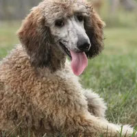 Booda, a male Poodle - Standard  for sale in Carrollton, MO – Photo 5 of 10
