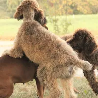 Booda, a male Poodle - Standard  for sale in Carrollton, MO – Photo 7 of 10