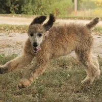 Booda, a male Poodle - Standard  for sale in Carrollton, MO – Photo 4 of 10