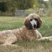 Booda, a male Poodle - Standard  for sale in Carrollton, MO – Photo 1 of 10