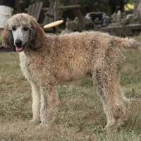 Booda, a male Poodle - Standard  for sale in Carrollton, MO – Photo 2 of 10