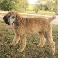 Booda, a male Poodle - Standard  for sale in Carrollton, MO – Photo 8 of 10
