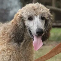 Booda, a male Poodle - Standard  for sale in Carrollton, MO – Photo 6 of 10