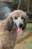 processed/cda2c97c-1fc5-4401-b6f9-d36c1038657b/listing/df7b799c-a00f-4c92-b916-e20aa28f3b75/b7cd8a0f-e904-49ee-8198-944b36a18c95