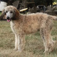 Booda, a male Poodle - Standard  for sale in Carrollton, MO – Photo 3 of 10