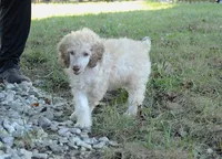 Akc Lumi, a male Poodle - Standard  for sale in Carrollton, MO – 2 of 7