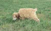 Akc Airagone, a male Poodle - Standard  for sale in Carrollton, MO – 7 of 10