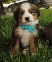 Asher, a male Bernedoodle for sale in Carrollton, MO – 6 of 10