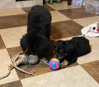 Tinley, a female Bernedoodle for sale in Carrollton, MO – 4 of 5