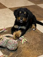 Tinley, a female Bernedoodle for sale in Carrollton, MO – 5 of 5