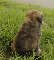 Roo, a male Bernedoodle for sale in Carrollton, MO – 7 of 10