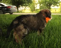 Galileo, a male Bernedoodle for sale in Carrollton, MO – 5 of 8